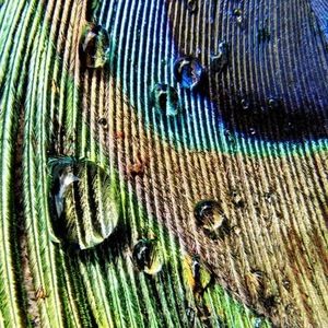 Meet your Posher, Devin